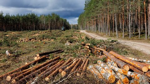 Riigikohus tühistas keskkonnaameti antud raieload