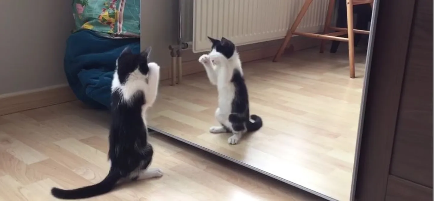 Wiske näeb end esimest korda peeglist ja demonstreerib tantsuoskusi.