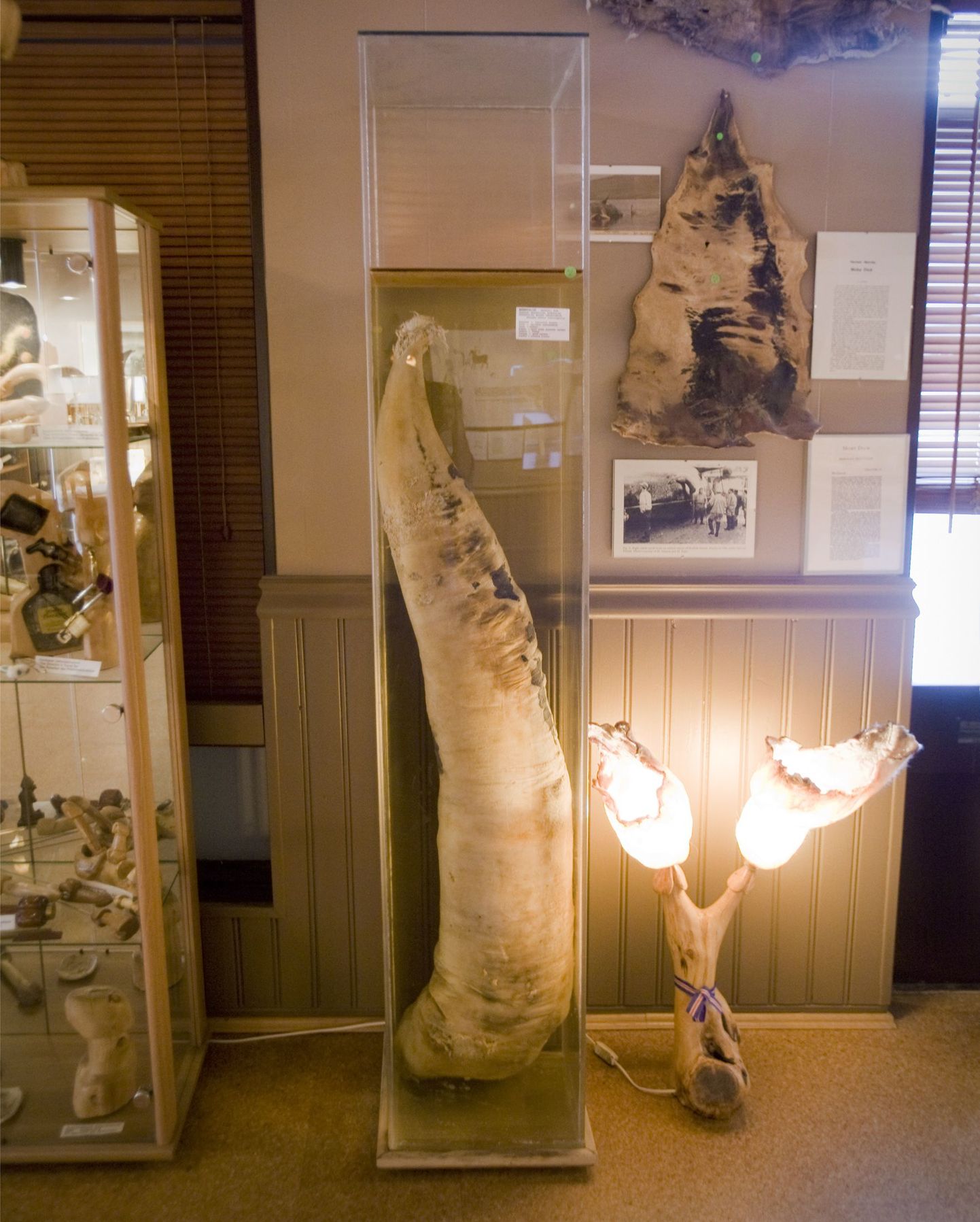 Vaala peenis Islandi fallosemuuseumis