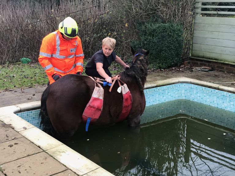 Suurbritannias Kentis Maidstone'is päästeti 31. detsembril 2018 basseinist hobune
