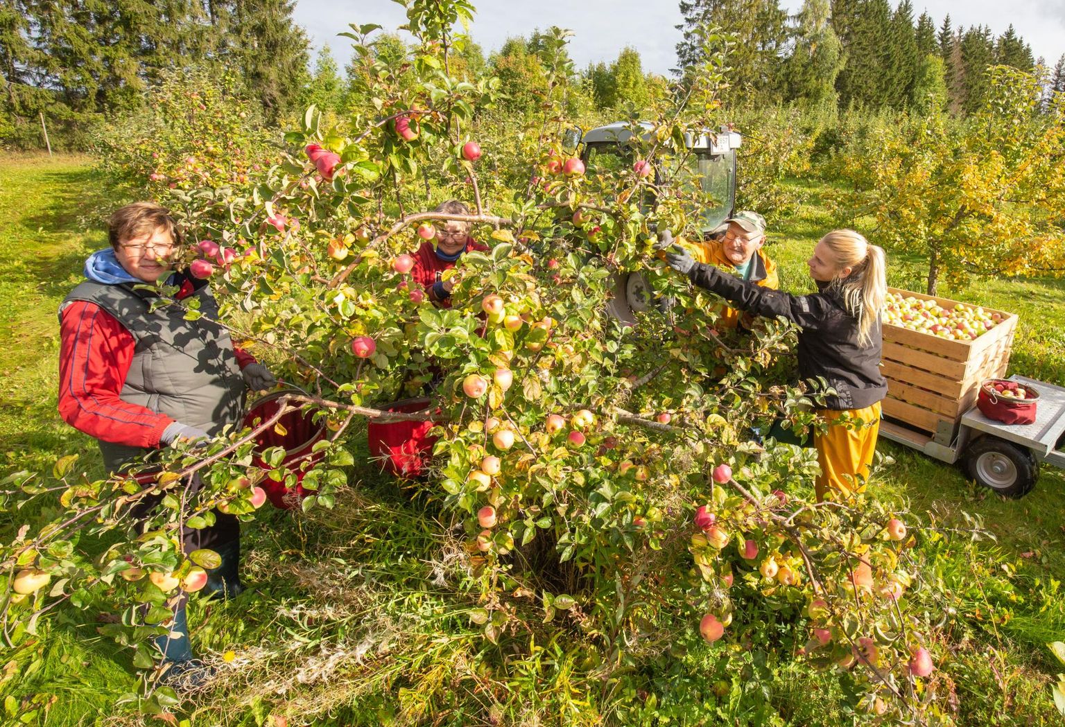 Õunakorjamist jagub Polli aiandusuuringute keskuses nii hooajatöölistele kui keskuse enda töötajatele, kes eelmisel nädalal olid ametis sordiga «Kallika». Fotol on (vasakult) Moonika Purga, Ellen Asumets, Kalju Lõivukene ja Kristi Niinemäe.