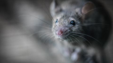 Anekdoot: väga vana ja paks hiir