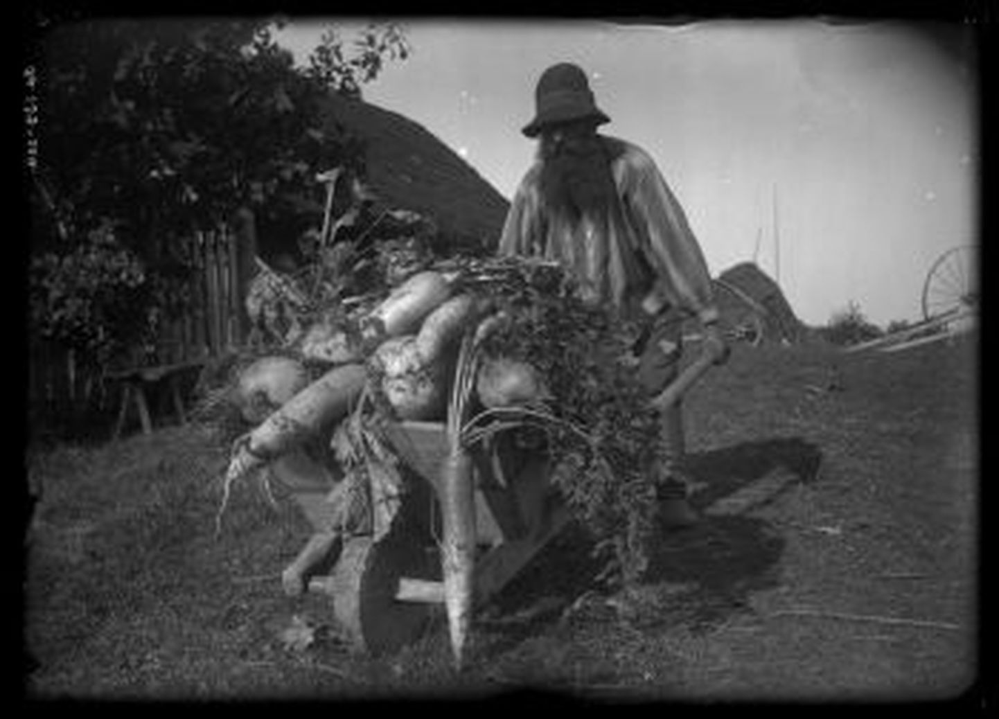 See 1913. aastal Urvastes pildistatud foto kujutab meest käruga juurvilja vedamas.