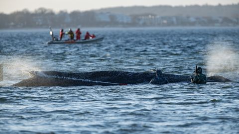 FOTO ⟩ Baltijas jūrā uz sēkļa iestrēgušais valis aizpeldējis brīvībā