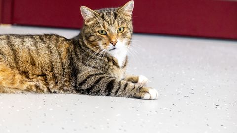 KURIOOSUM ⟩ Varas näppas varjupaigast kassi, et loomake Kivilinna korrusmajade vahel lahti lasta