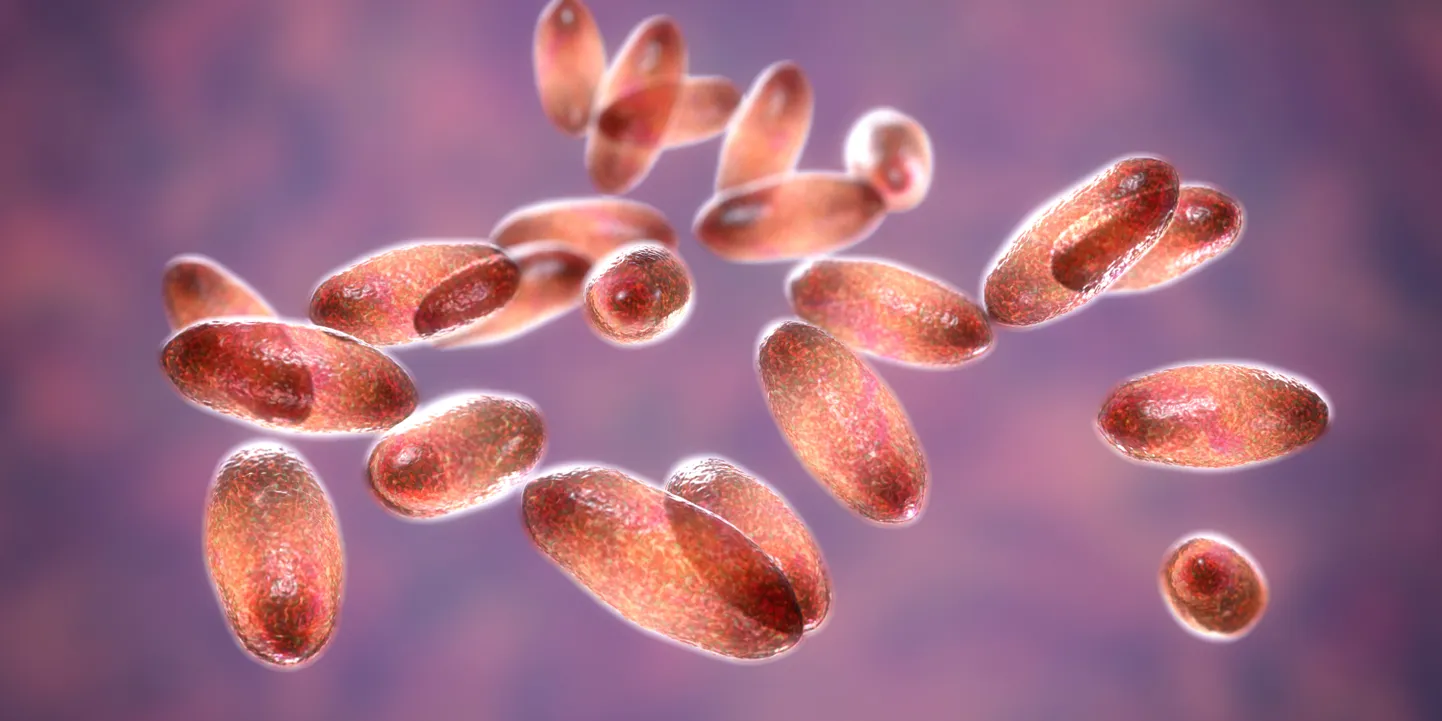 Katku põhjustav bakter Yersinia pestis.