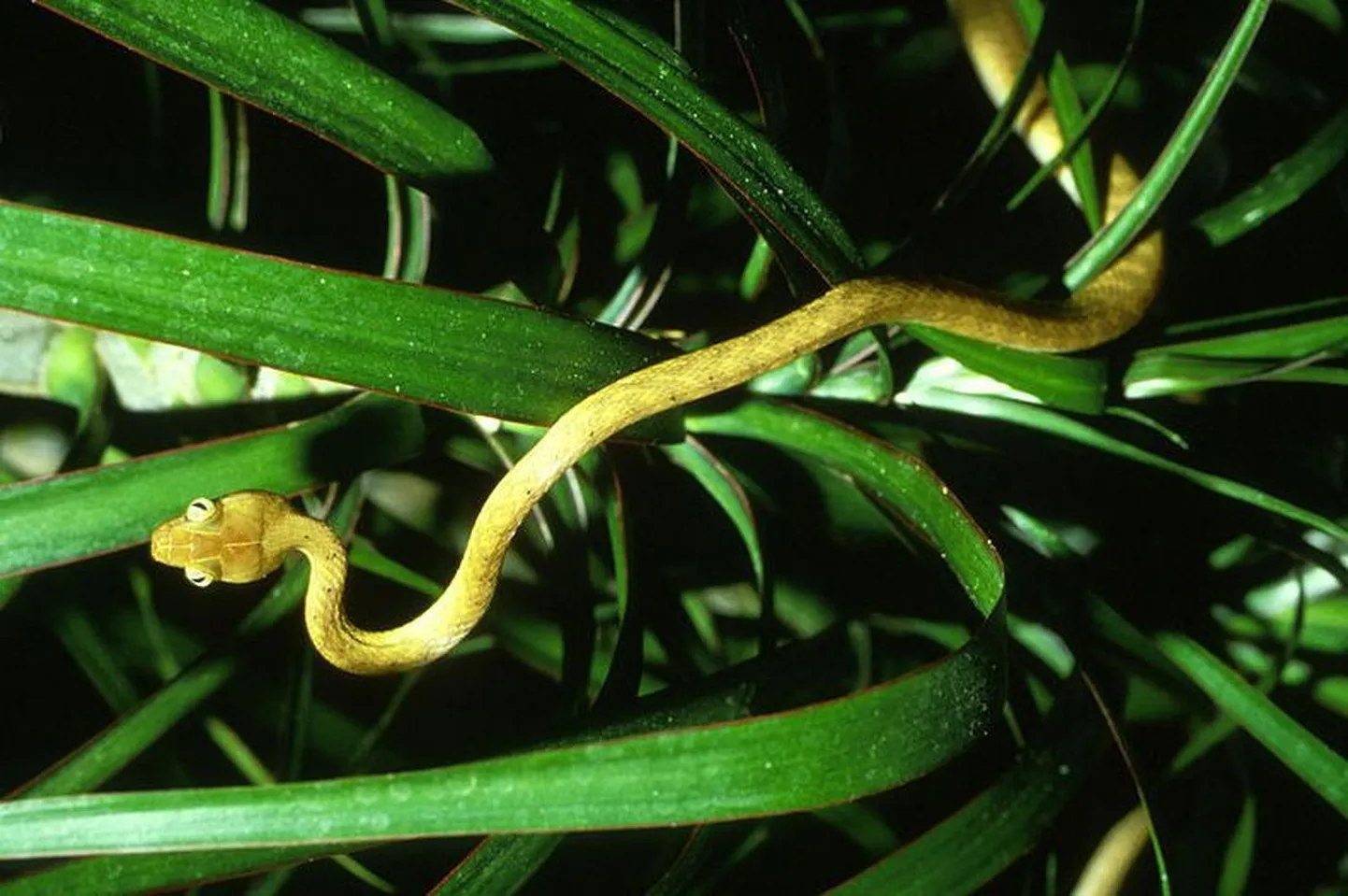 Pruun puumadu