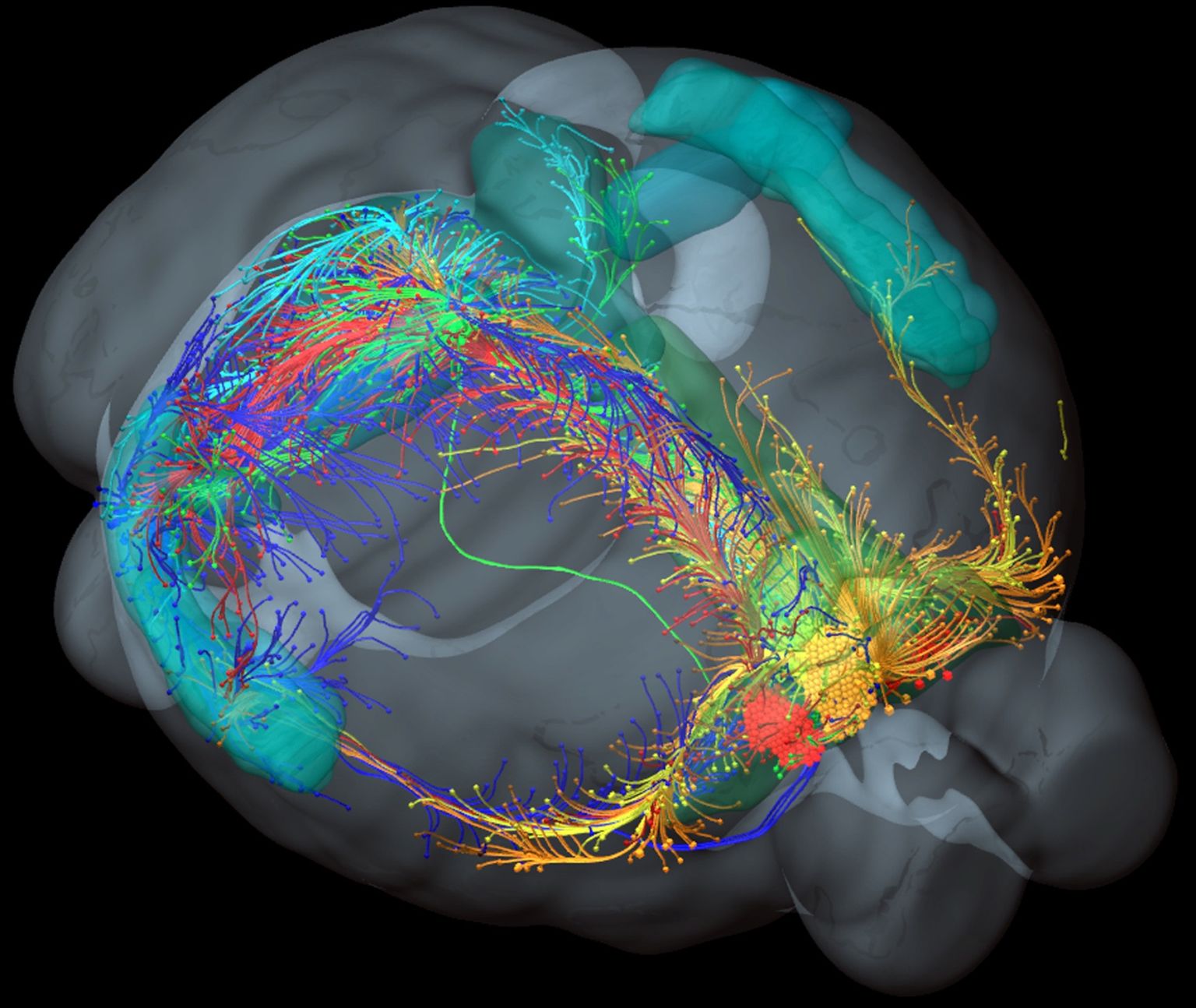 Iga värv iseloomustab funktsionaalselt lähedaste ülesannetega ajurakke. Need on kindlaks tehtud ühe raku geenianalüüsiga. 3D-mudelist on näha, et samade funktsioonidega neuronid võivad paikneda väga erinevates ajuosades.