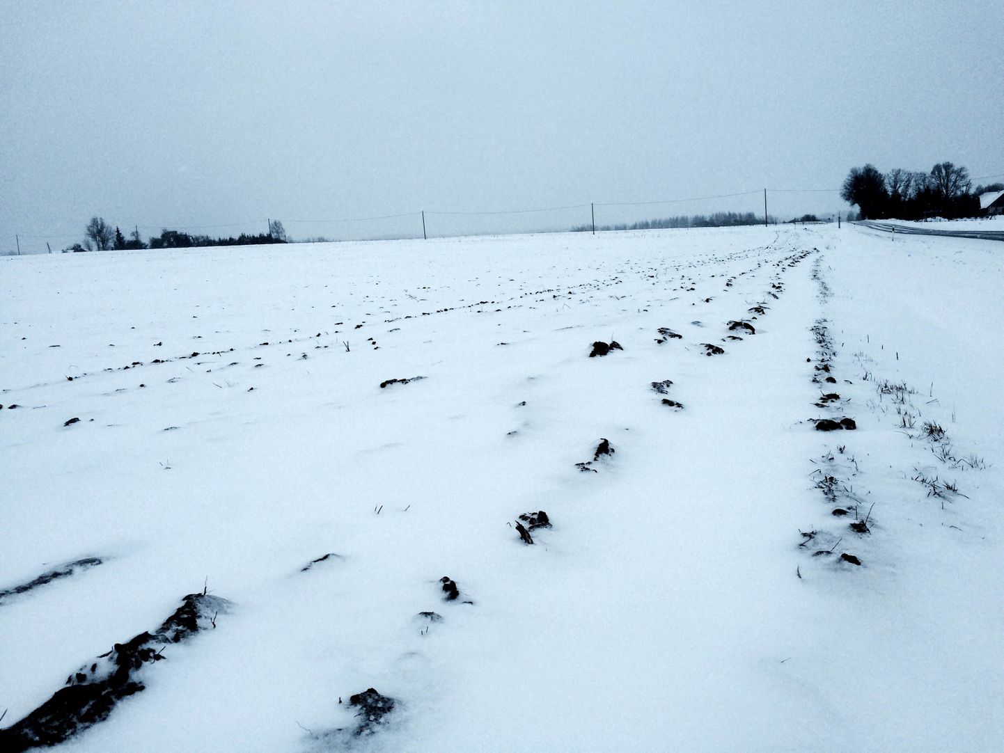 Tartu-Kääriku raja suurimaks peavaluks on suured küntud põllud, kus künnivaalud lume alt ka praegu välja piiluvad.