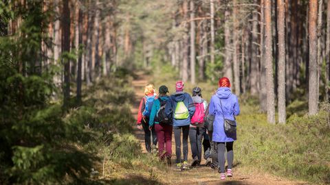 Metsamatk või automatk? Asjatundjad jagavad nõu, kuidas targalt ja turvaliselt Eesti loodust avastada