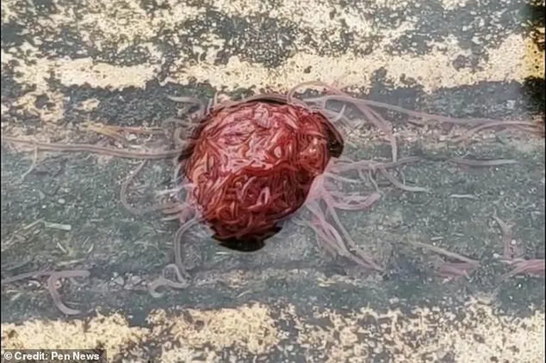 Harilikest mudatuppedest moodustunud «kera»