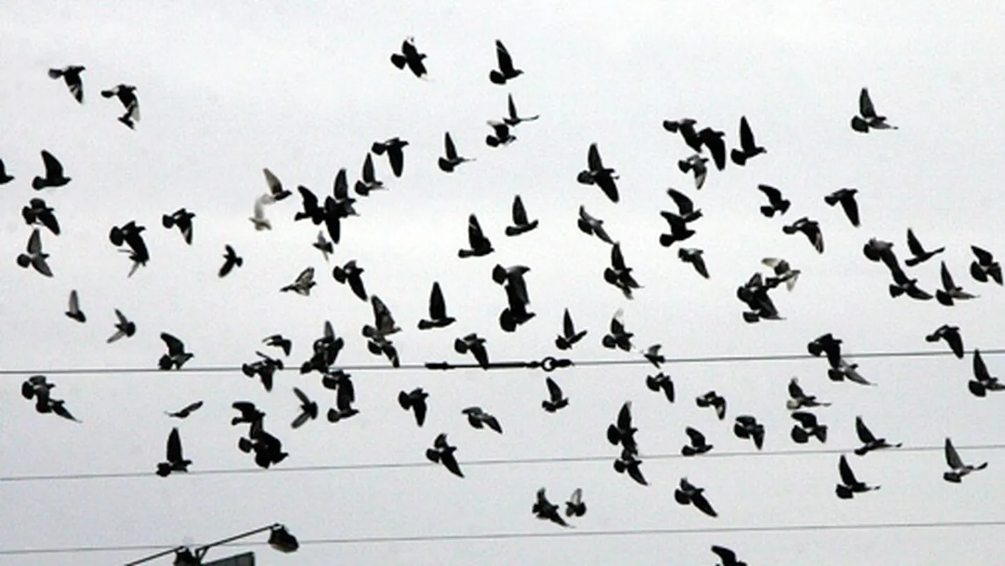 Raksta foto