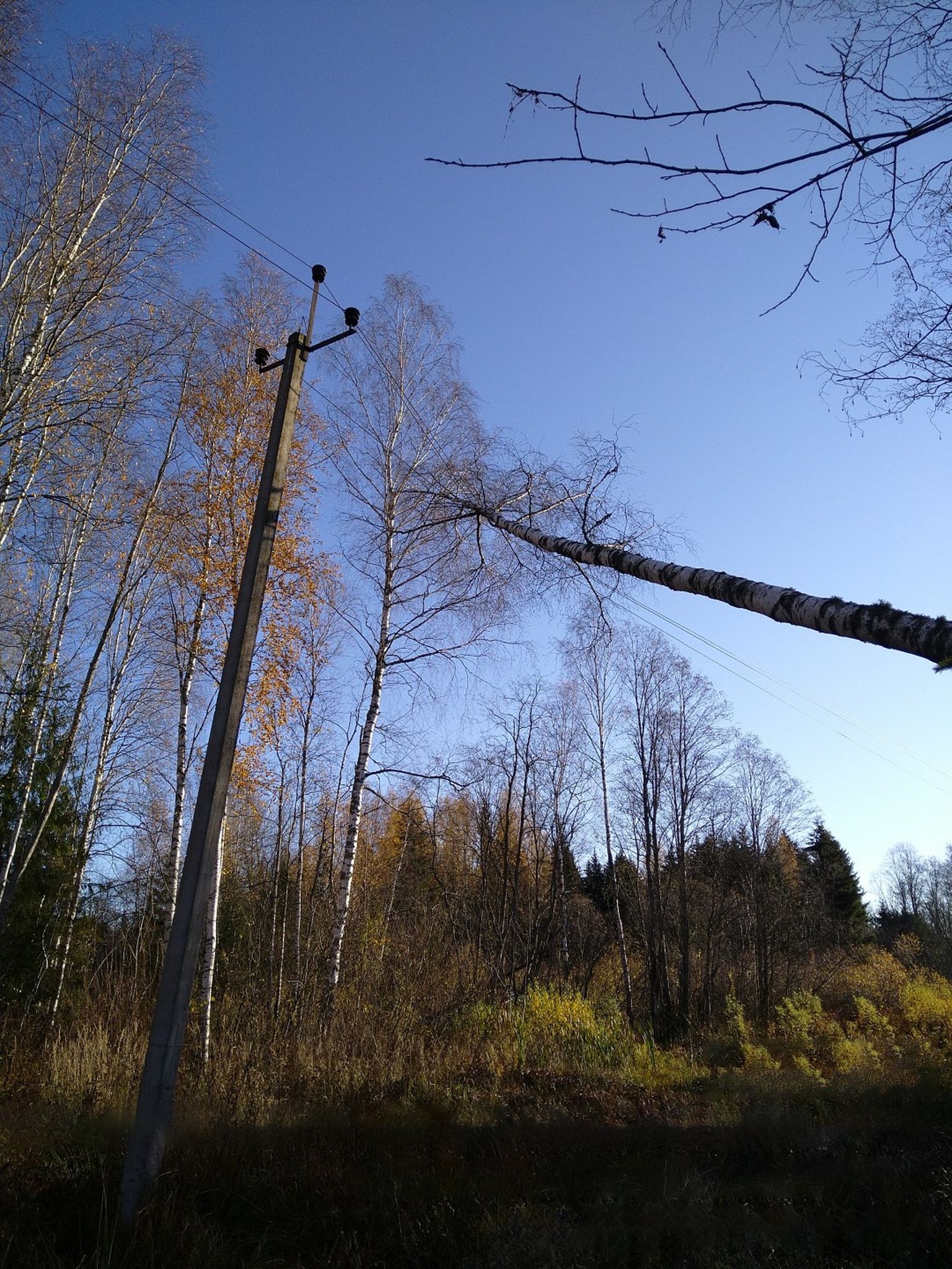 Suure osa elektrikatkestustest põhjustavad elektriliinidele langenud puud.