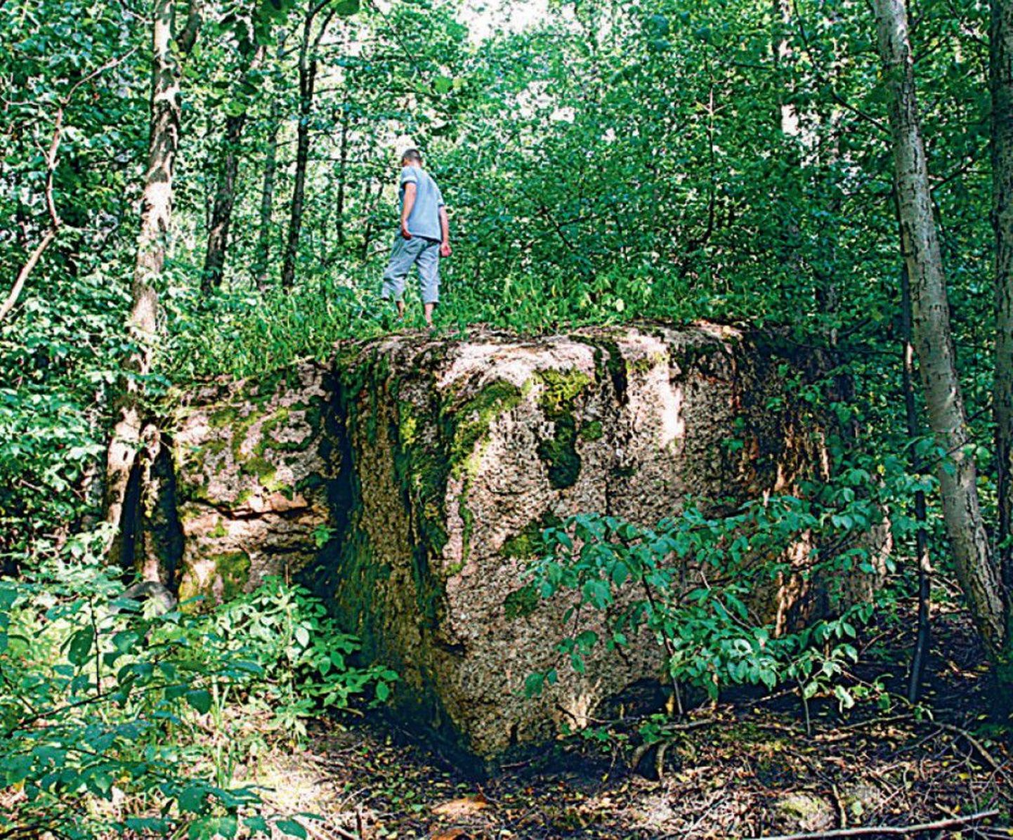 Tallinna külje all Haabneemes lepavõsasse kasvanud hiidrahnu
annab esialgu üles leida, ja kui see leitud, siis annab kivimüraka
otsa ronida.