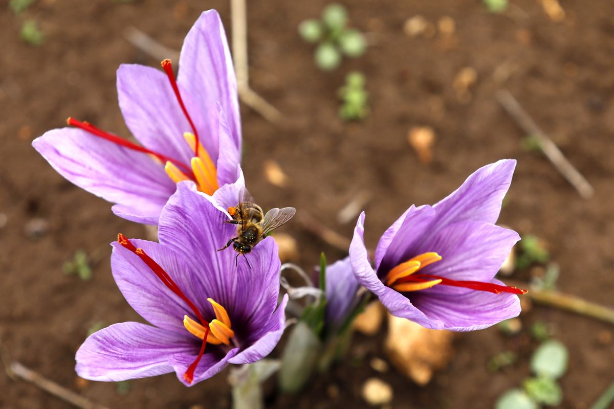 Шафран получают из сушеных стеблей шафрана (Crocus sativus).