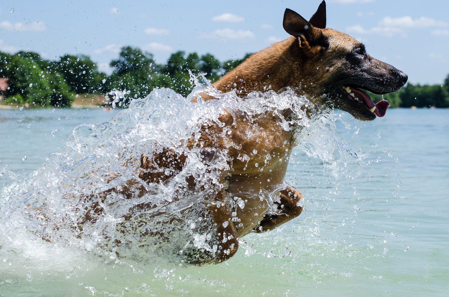 Suns ūdenī. Ilustratīvs attēls.