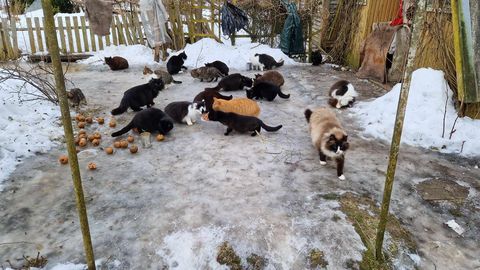 EHMATAV LEID ⟩ Pärnumaal vajab päästmist hiiglaslik, vähemalt 70 kassiga koloonia