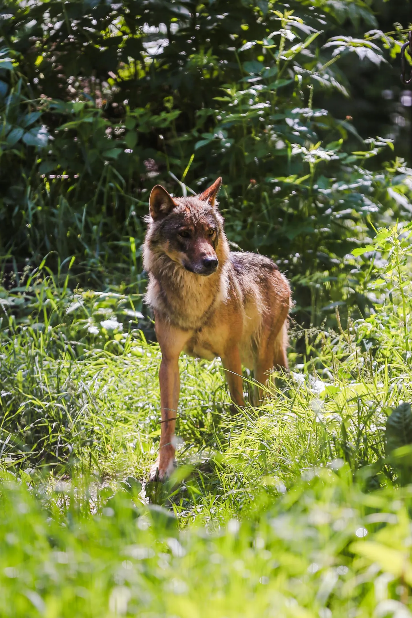 Hunt. Foto on illustratiivne.
