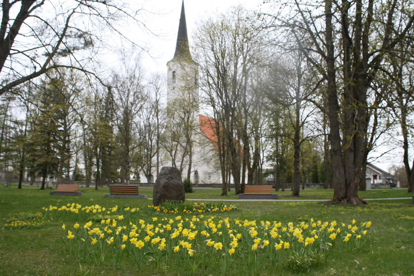 Nartsissid Haljalas.