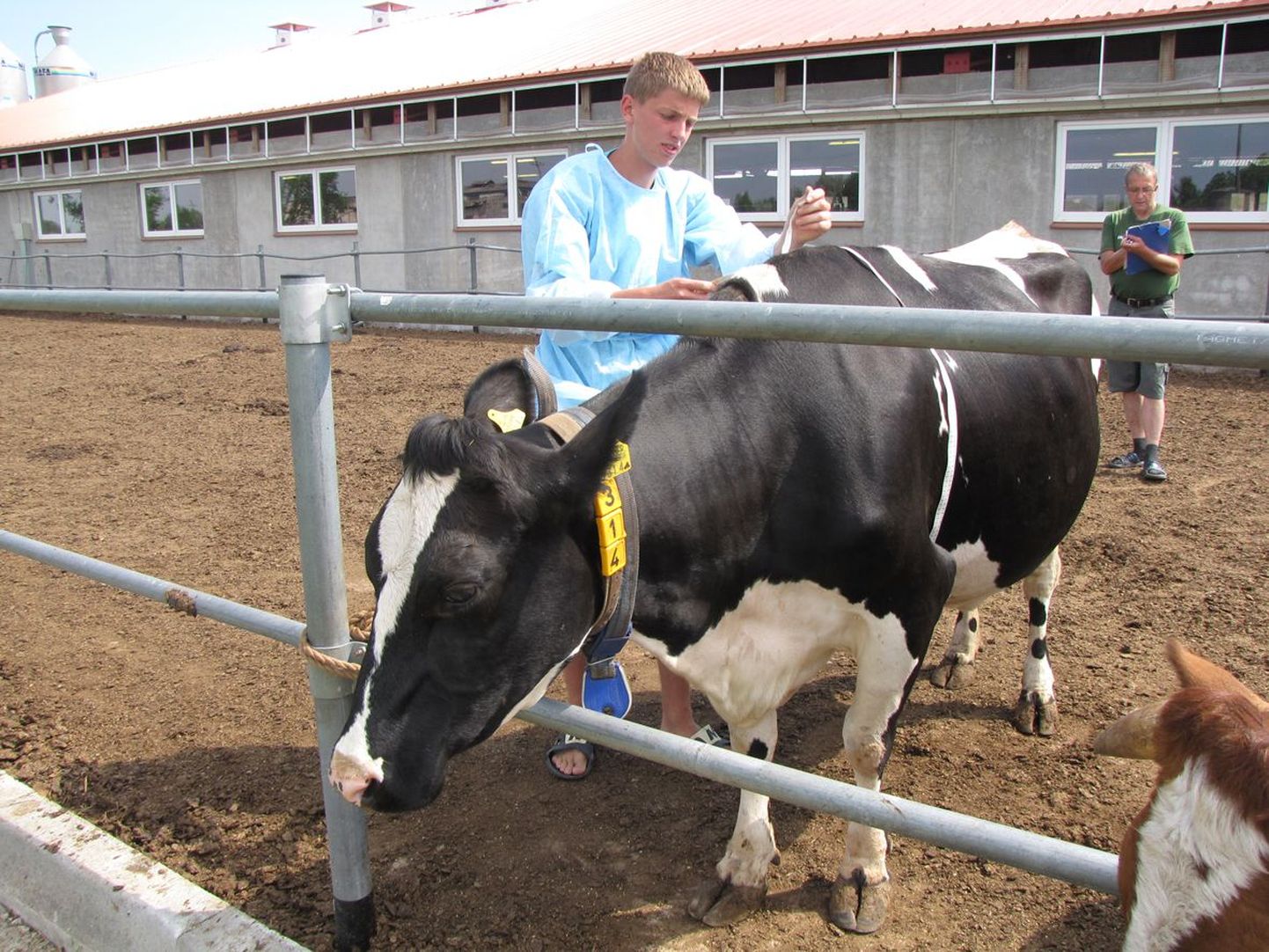 Imavere Sassi talust pärit Taavi Rohtsalu määrab lehma kaalu, mõõtes lehma ümbermõõtu abaluude kohalt.