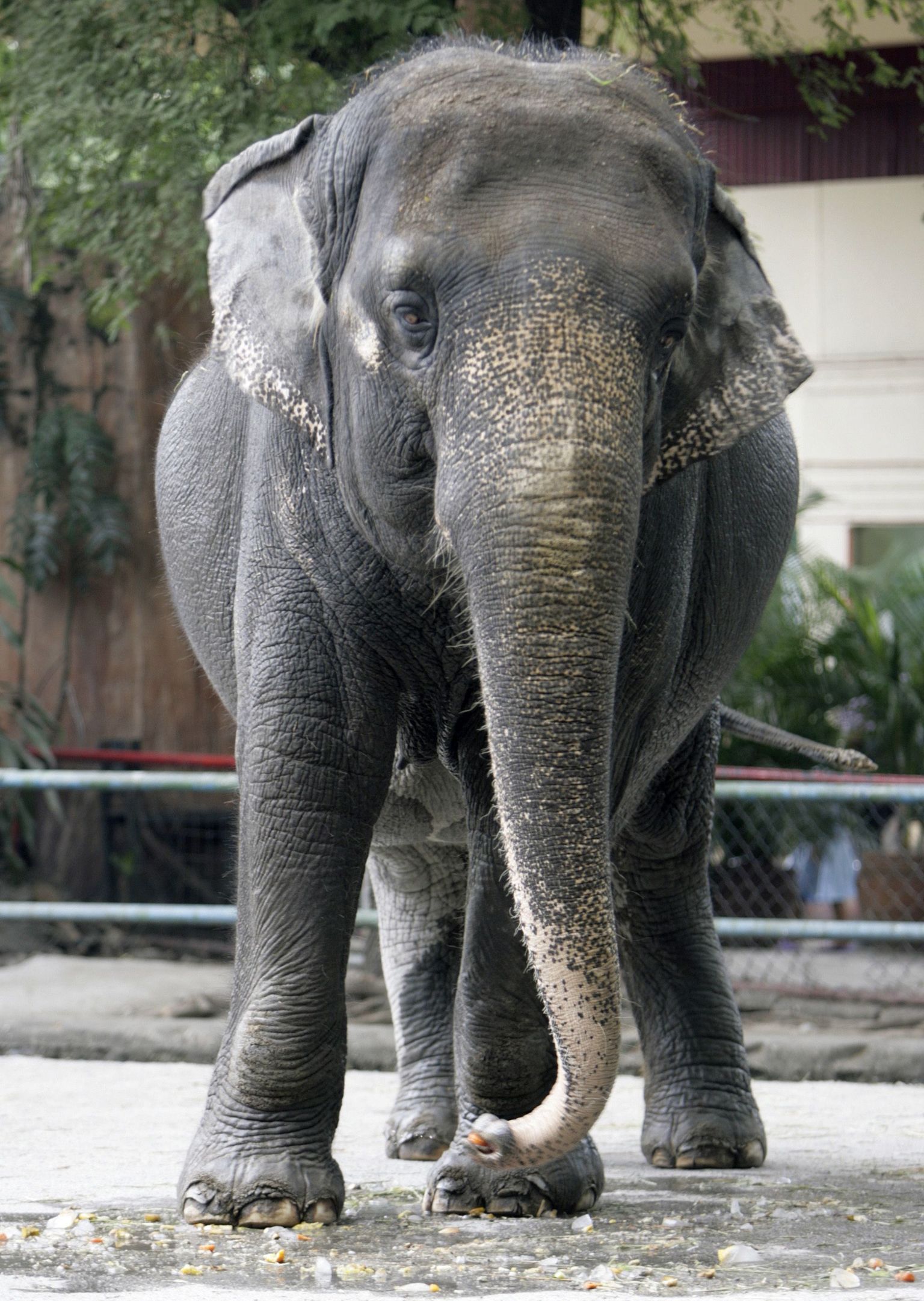 33-aastane Manila loomaaia elanik Aasia elevant Mali sööb külmutatud puuvilja, mis on osa loomaaia programmist loomade stressiga võitlemiseks.