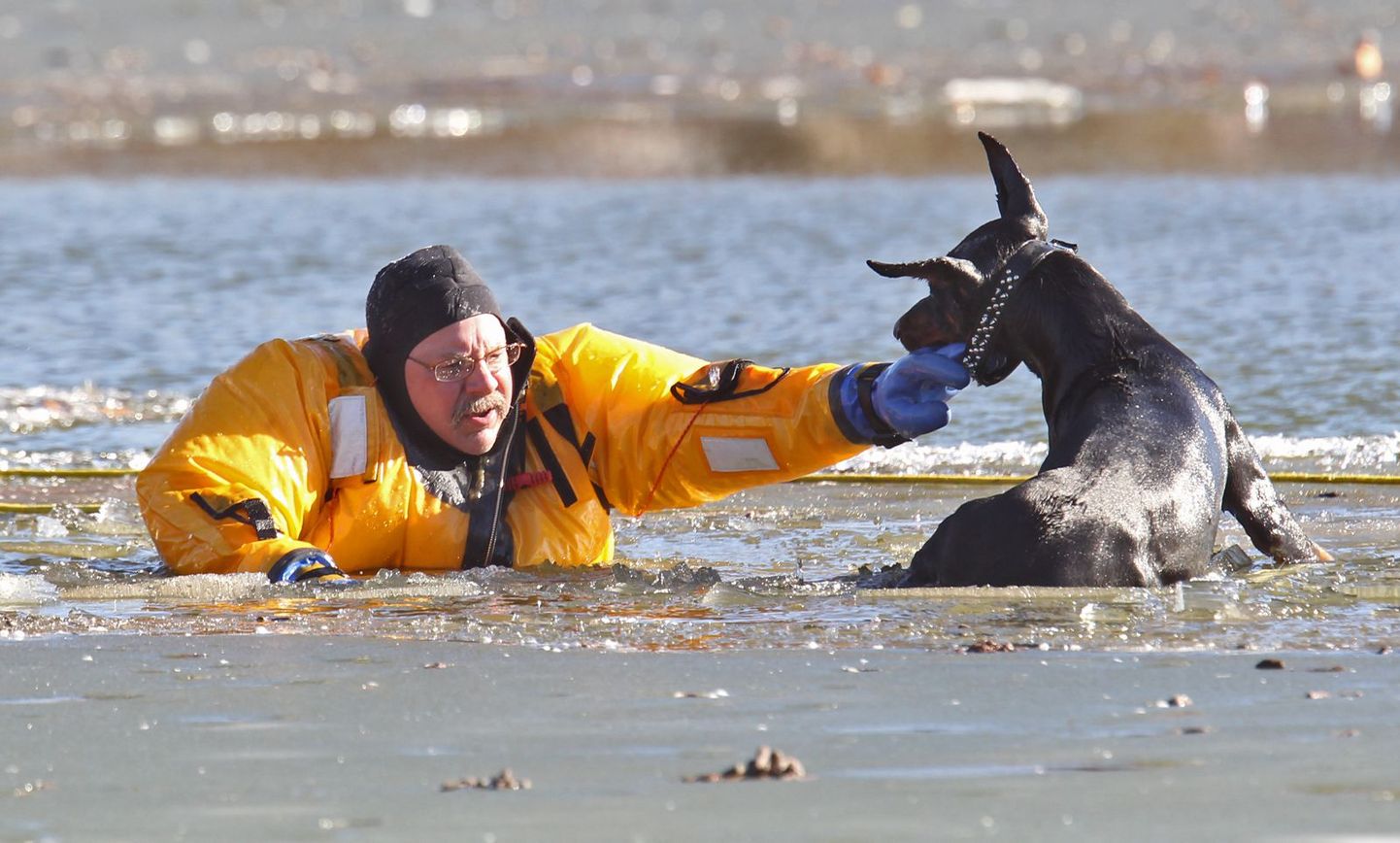 Спасатель помогает собаке выбраться из воды. Иллюстративное фото.