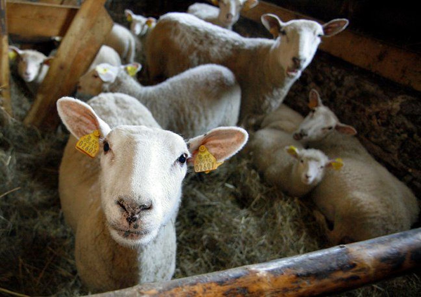 В Эстонии выявлен опасный для животноводства вирус Шмалленберга.