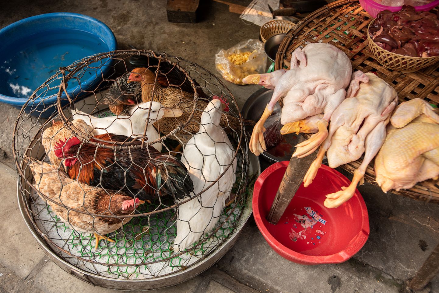 Vietnami näide illustreerib, kuidas loomaturud pole ainult Hiina probleem