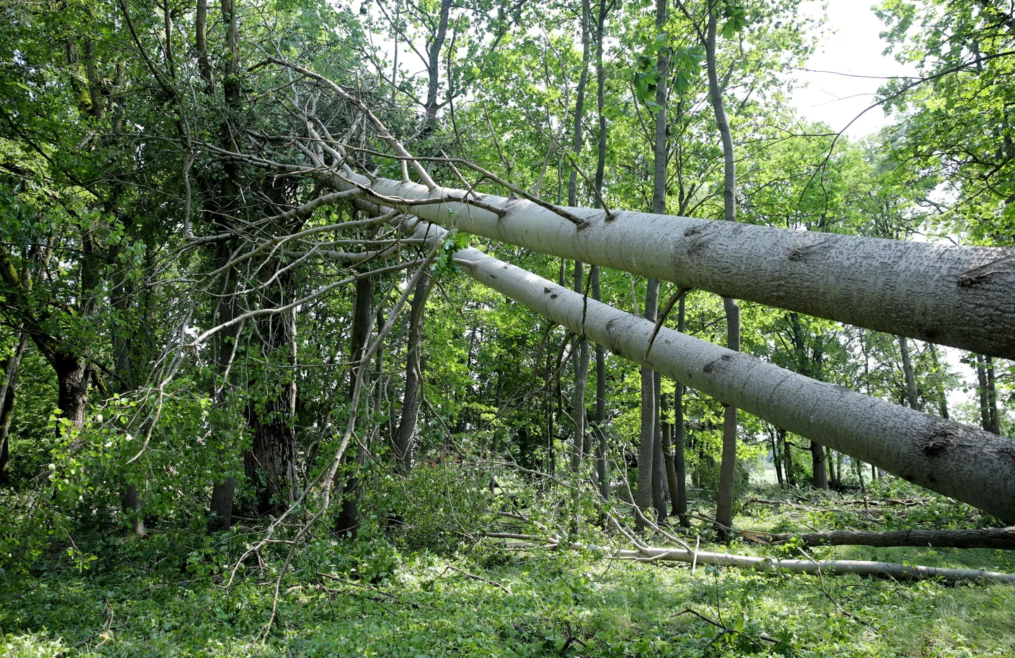 Vēja nogāzti koki.