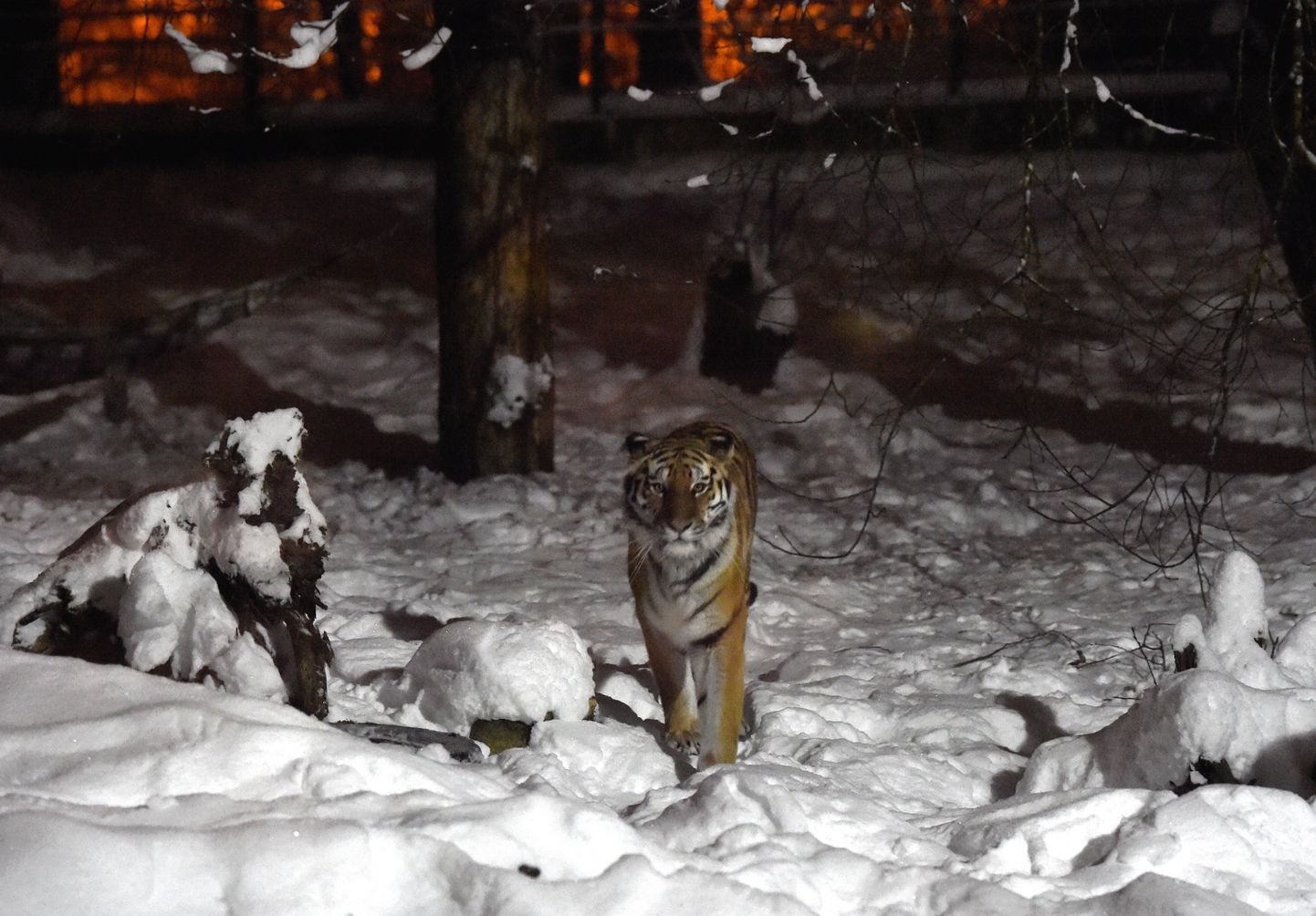 Amūras tīģeris Rīgas Zooloģiskajā dārzā.