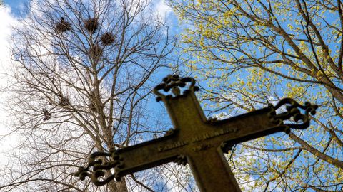 Varesed Vana-Pärnu kalmistul on ametnike kaalutletud otsus