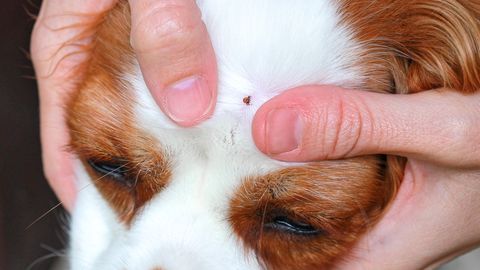 KASULIK NIPP ⟩ See igas köögis leiduv toiduaine aitab puugid sinu koerast ja kassist eemal hoida