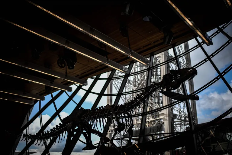 Prantsuse Aguttes'i oksjonimaja oksjinil maksti hiidsisaliku skeleti eest 2,36 miljonit eurot