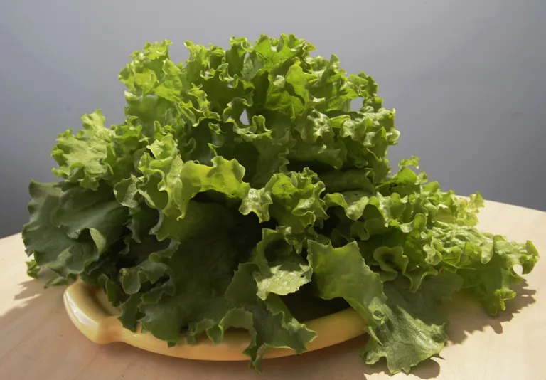 Lehtsalat.