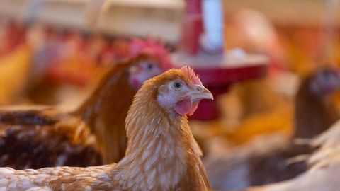 TRIIN KATARIINA TAMMERT ⟩ Vali haritud edukas inimene, mitte broiler!