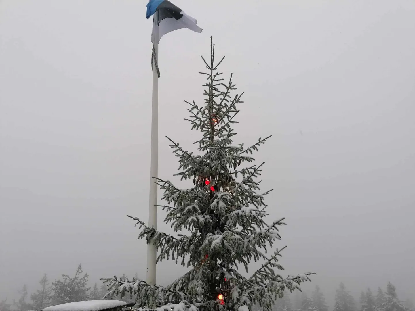Suure Munamäe kuusk ehk Eesti kõrgeim jõulupuu.