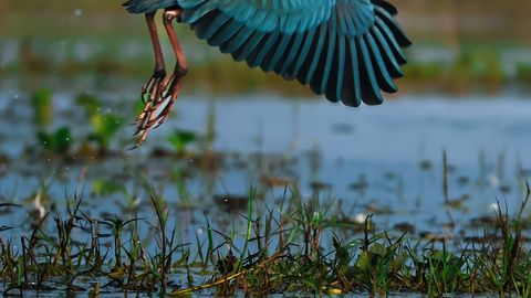 Дни птиц: научитесь мастерить скворечники в Рижском зоопарке