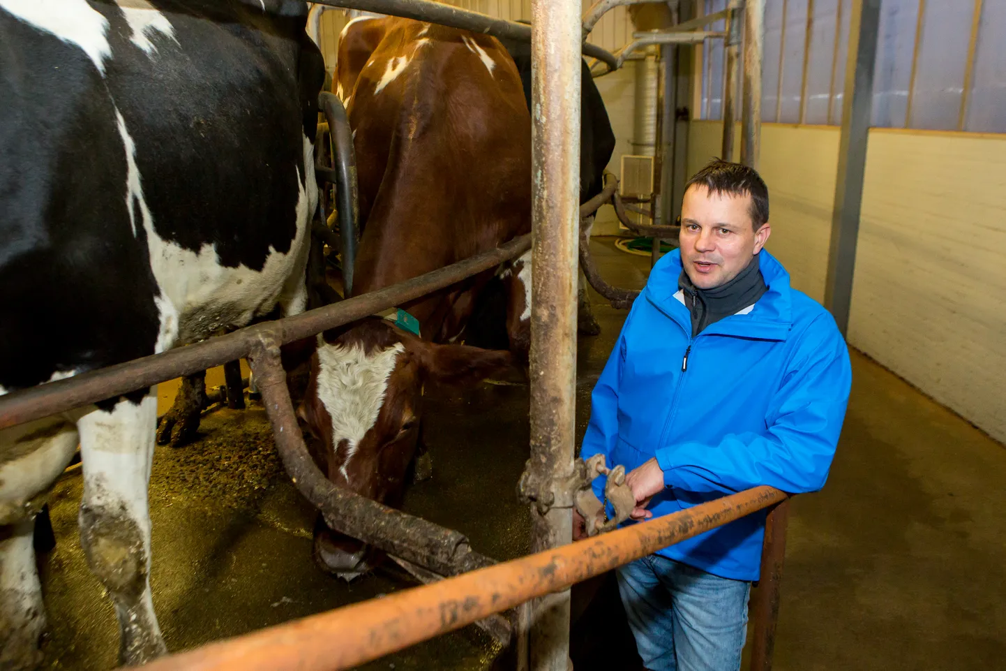 TOETUS ON TÄHTIS: Ülar Tänaku sõnul sõltub suurtootjate püsimisest Saaremaa piimanduse hea käekäik.