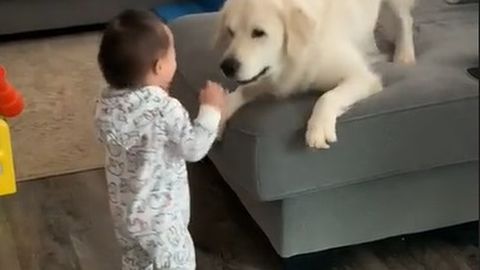 Lapse esimesi samme pealt näinud koera võrratult armas reaktsioon teeb südame soojaks