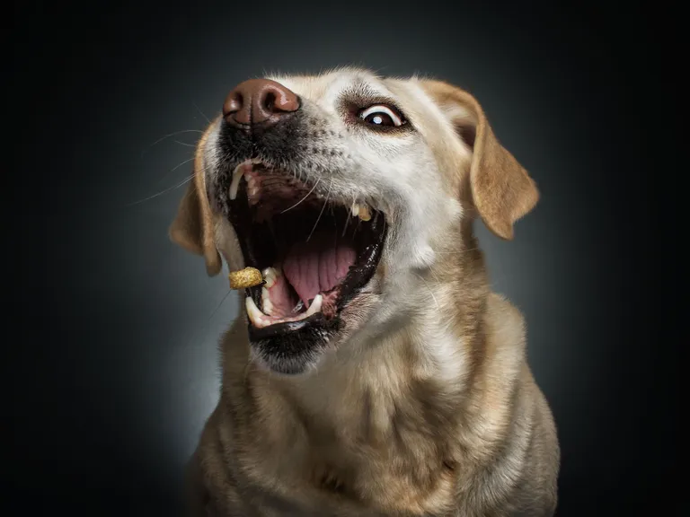 Labradori retriiver. Foto: Christian Vieler-Kircher/Caters News Agency/Scanpix