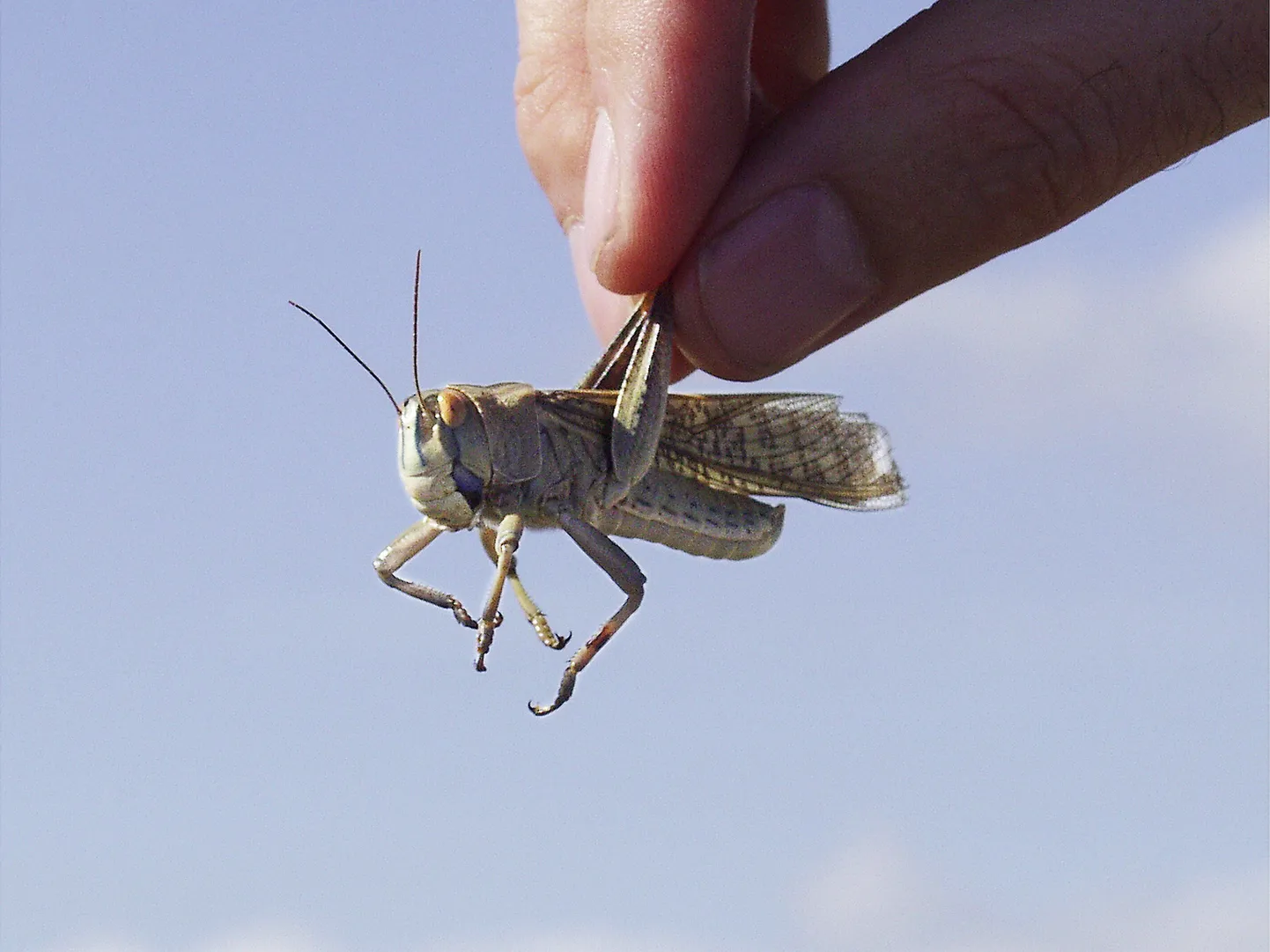 Rändtirts(Locusta migratoria)