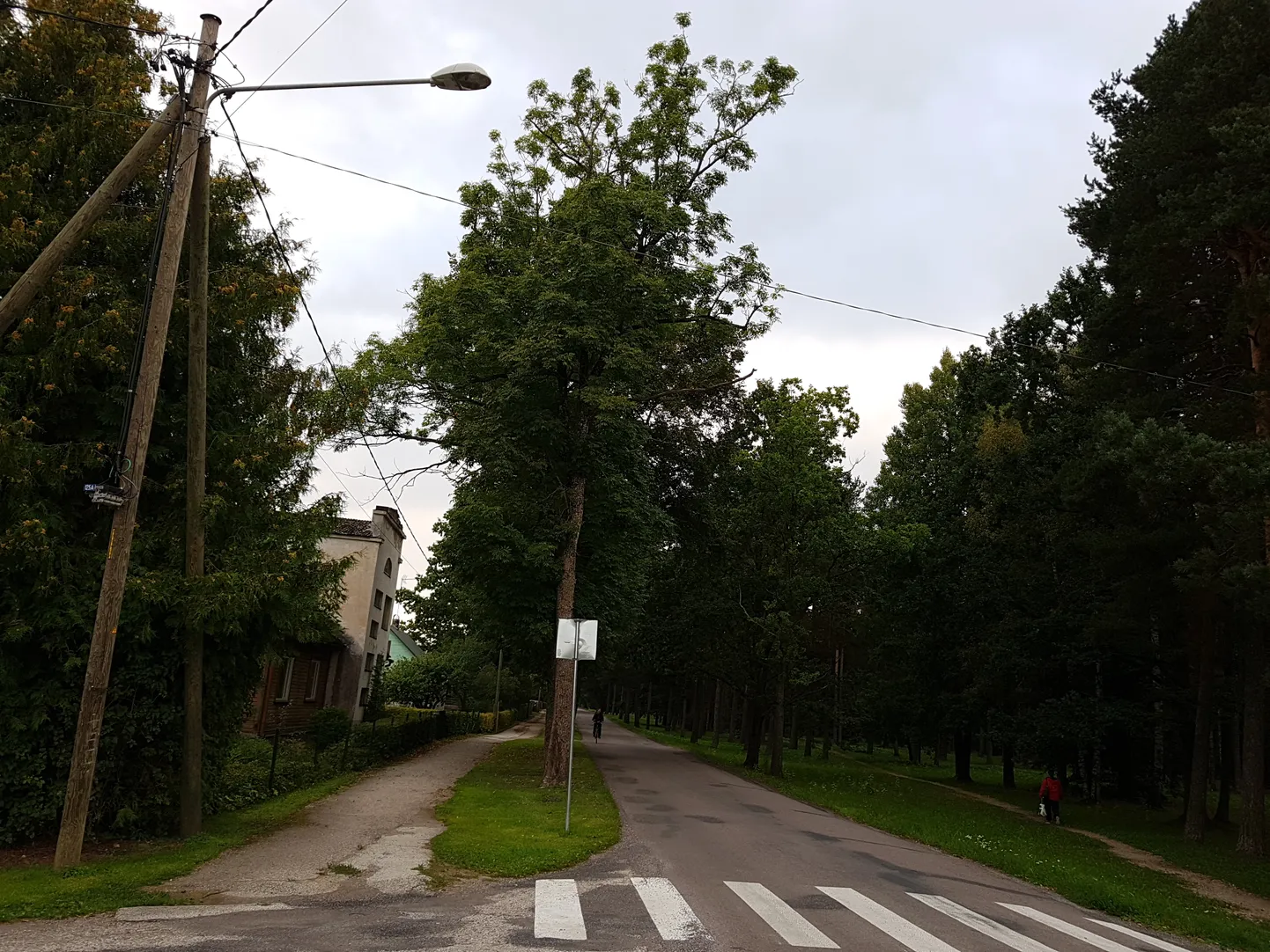 Tolli tänava puudeallee.