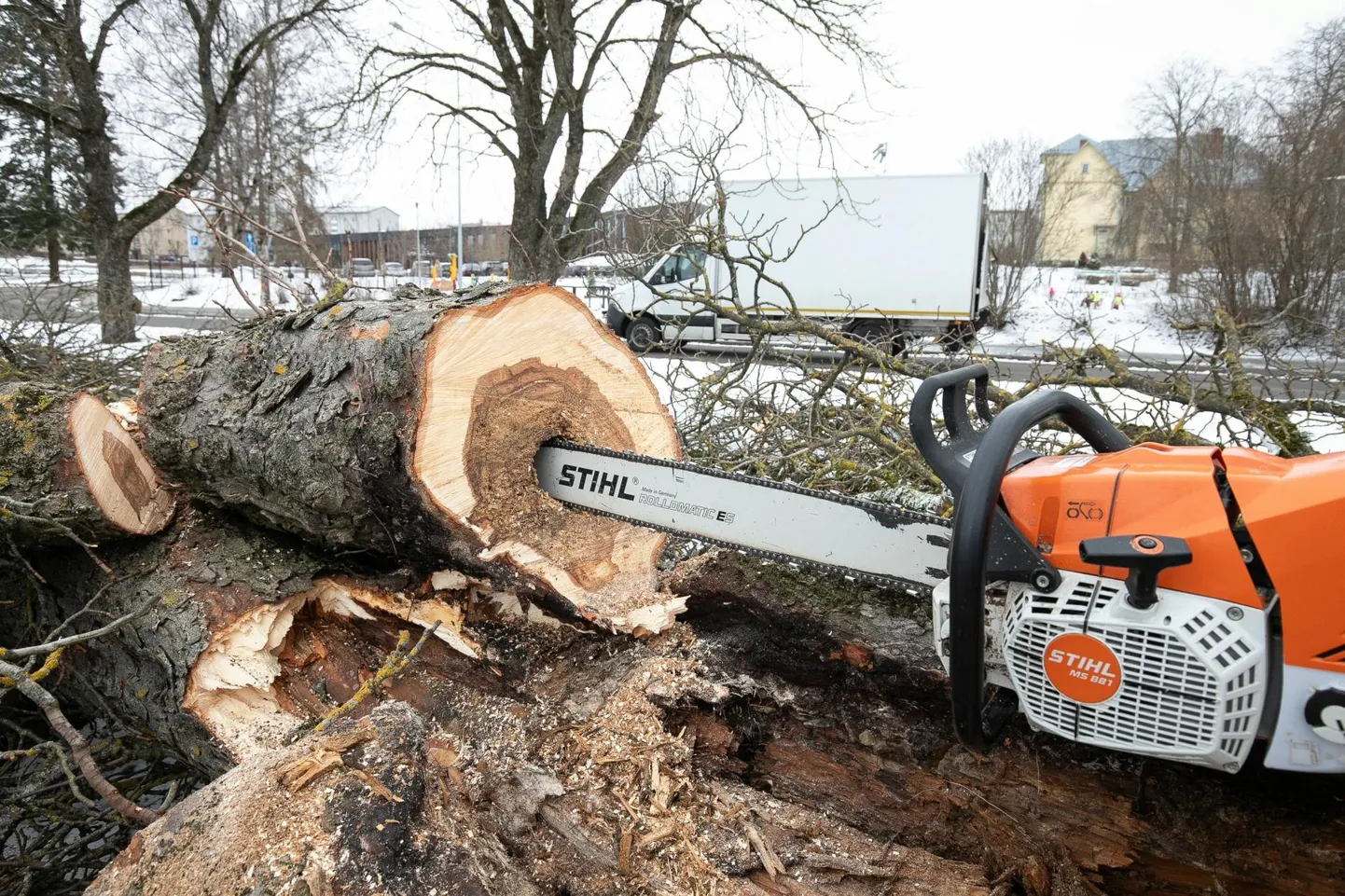 Ka raadamistöid teinud arboristid nentisid, et enamik puudest olid keskelt mädad. Siinjuures on oluline märkida, et alati ei olegi puudel suurim kahjustus kännust näha.