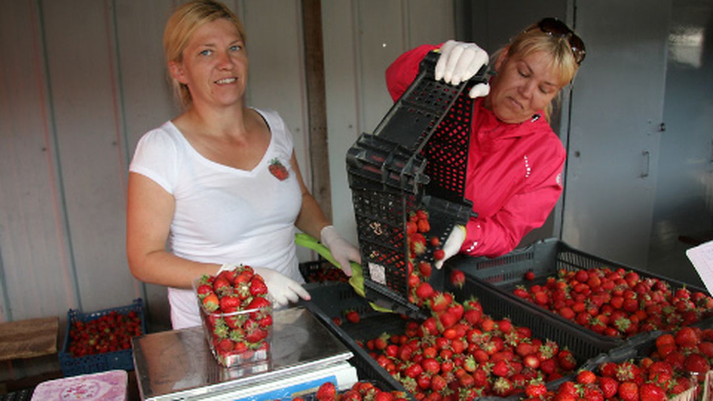 Tormast pärit kaksikõed Piia (vasakul) ja Piret avasid eile Jõhvi turul oma tänavuse maasikamüügihooaja.