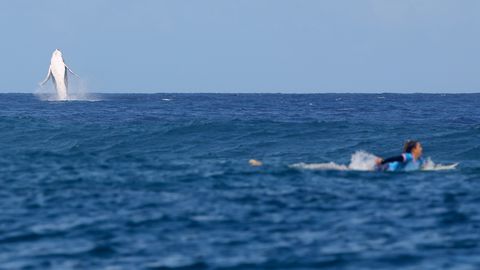 VIDEO ⟩ Olümpia surfivõistlust väisas ootamatu külaline