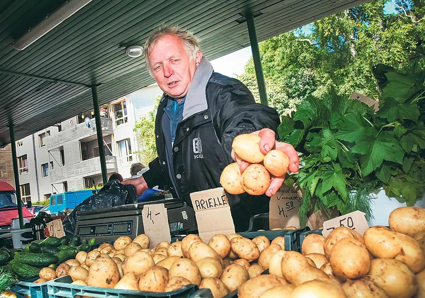 Audru rannaküla Vanatoa talu peremees Jaan Kruusmaa pakub sõnnikurammul kasvanud kasvuhoonekartulit.