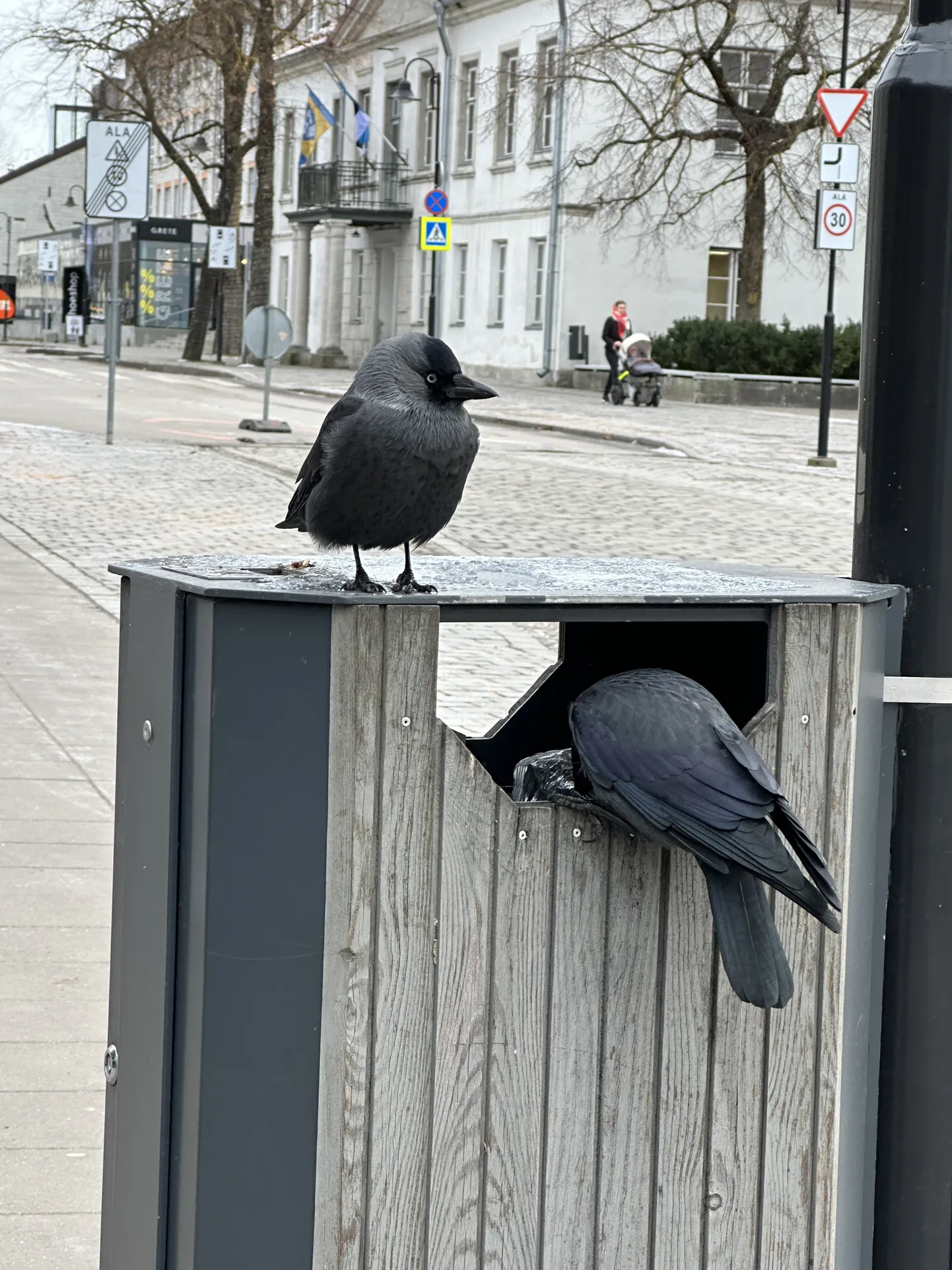 Hakid Kuressaare kesklinna prügikasti kallal.