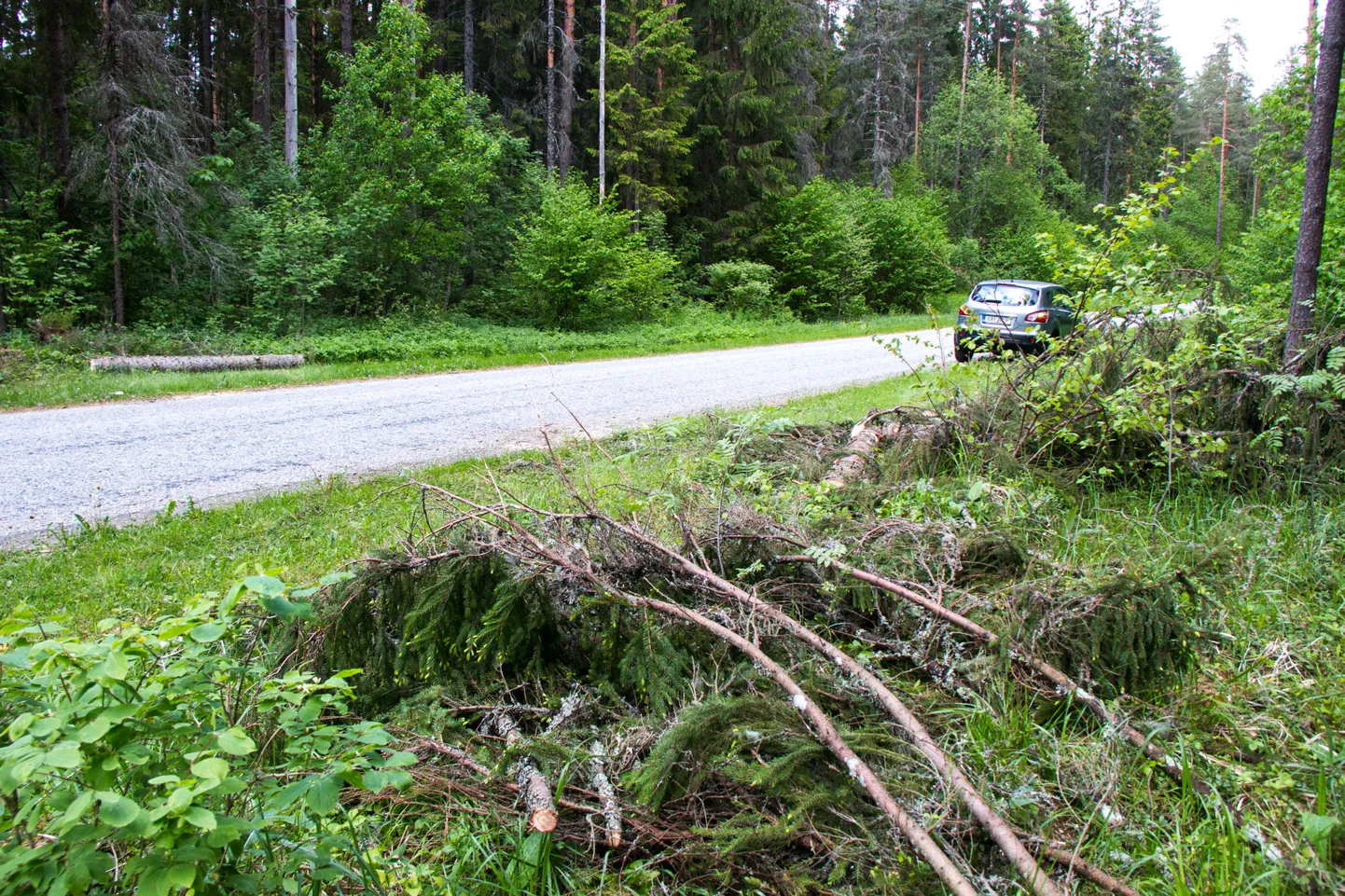 Murdunud või teele kukkunud puust tasub rakenduse teel teada anda.