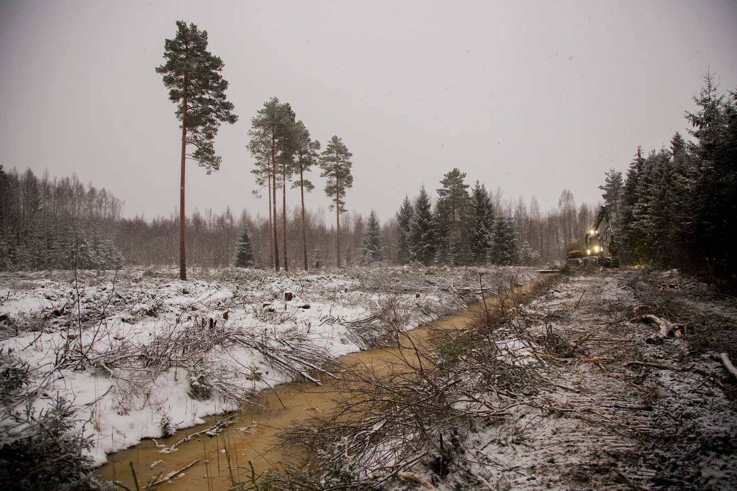 Eurooplased, kelle metsad on pigem pargid, manitsevad eestlasi oma põlislaantesse säästlikult suhtuma.