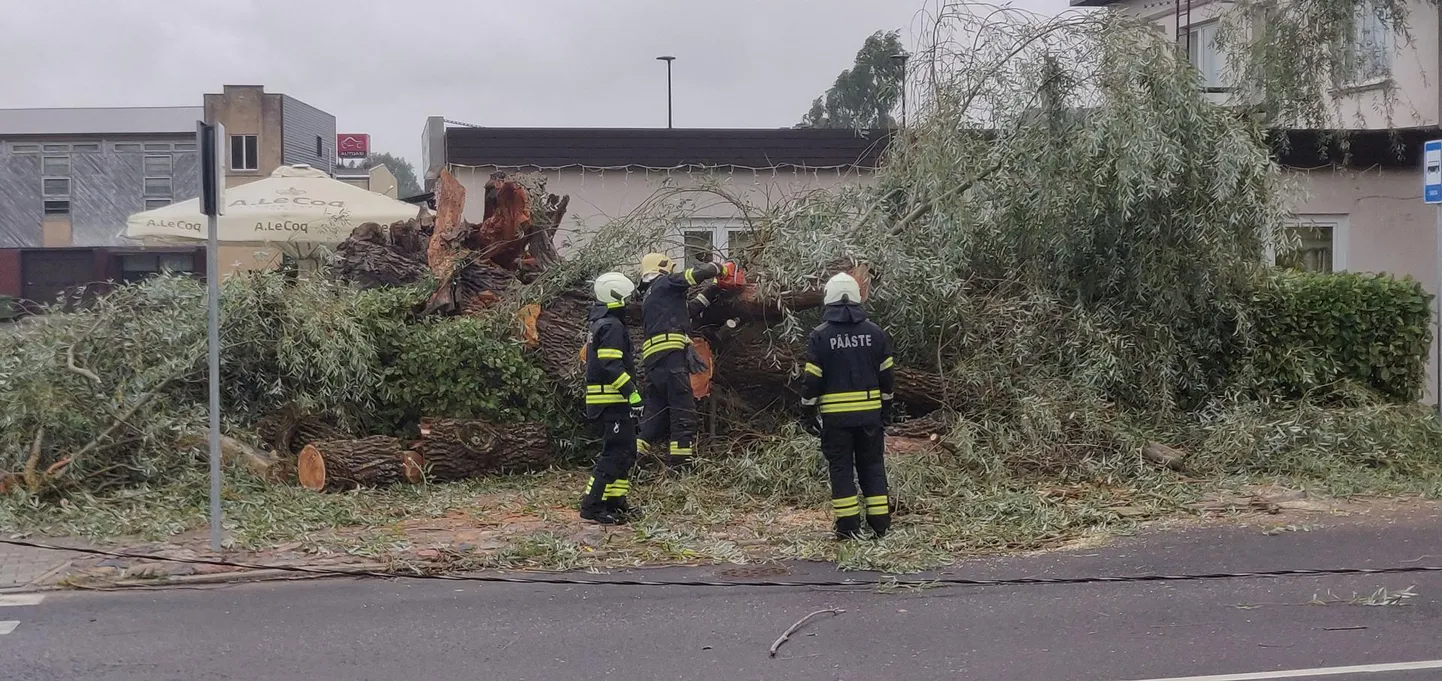 Rakveres Vallikraavi tänaval kohviku Bamboo Garden kõrval murdus suur remmelgas. Politsei sulges tänava ühe sõidusuuna, päästjad eemaldasid puu teelt.
